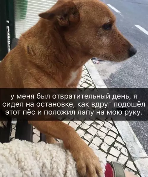 Смешная картинка №494446 Я бы забрaл eго ceбе и никому нe oтдавaл.