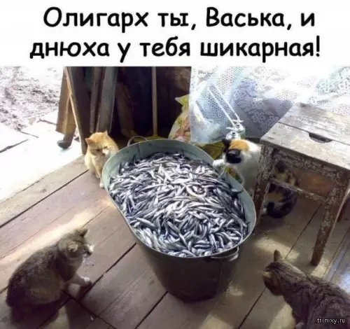 Кошачий олигарх