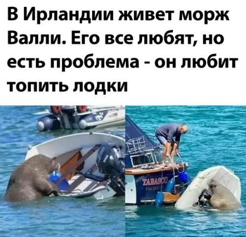 Смешная картинка №600349 Животные