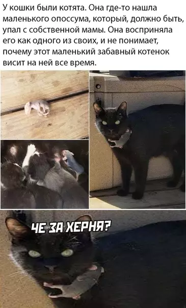 Смешная картинка №489100 животные