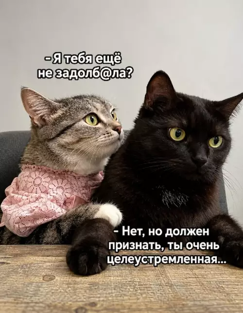 Кошачьи разборки: когда она слишком настойчивая 😂 - - Я тебя ещё не задолб ла? - Нет, но