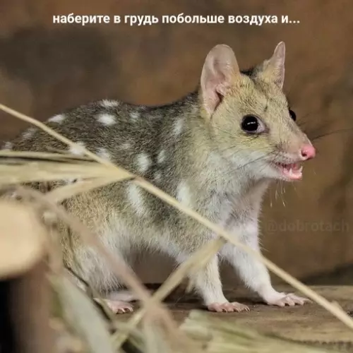 продолжение Смешная картинка №672946 Как бороться со стрессом. Инструкция.