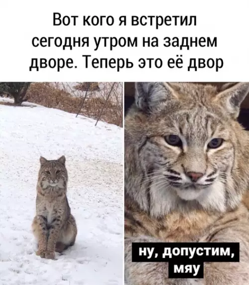 Смешная картинка №488905