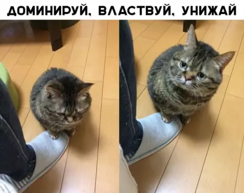 Смешная картинка №339773
