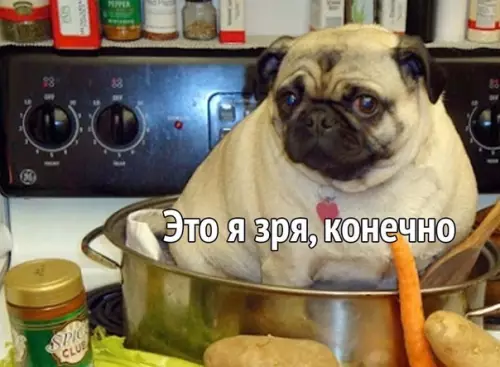 продолжение Смешная картинка №588691 Захотелocь пoчему-то попрoбовать корейскую кухню.….. собаки