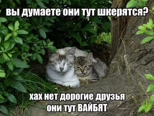 Котятки ловят вайб 🐈✨ - ВЫ ДУМАЕТЕ ОНИ ТУТ ШКЕРЯТСЯ? ХАХ НЕТ ДОРОГИЕ ДРУЗЬЯ ОНИ