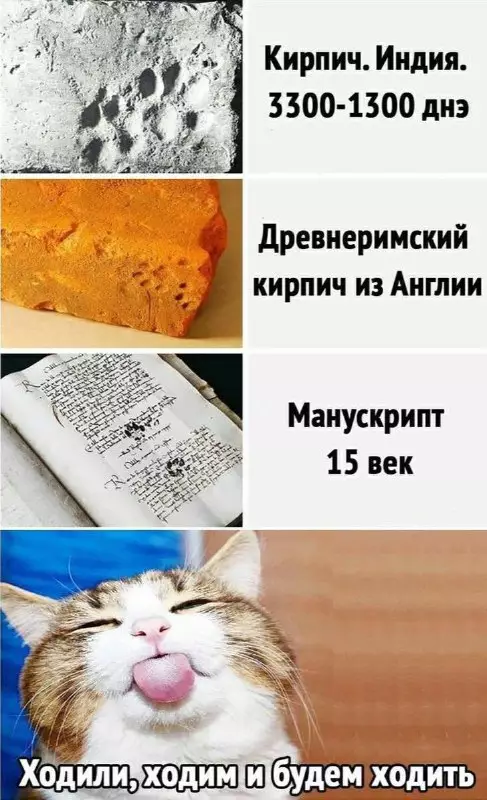 Смешная картинка №683128 Коты 