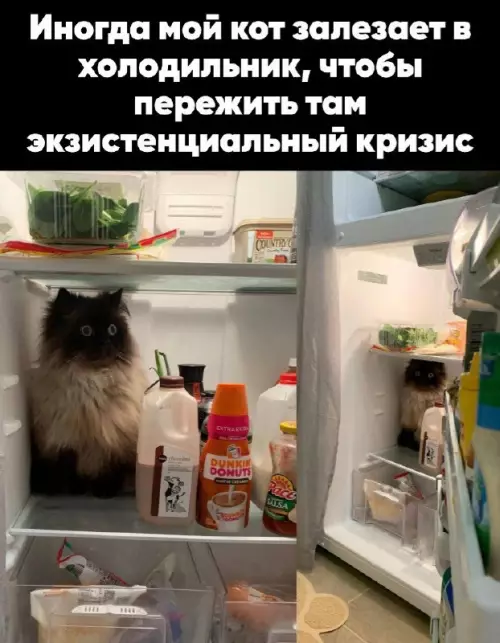 Смешная картинка №677399 коты