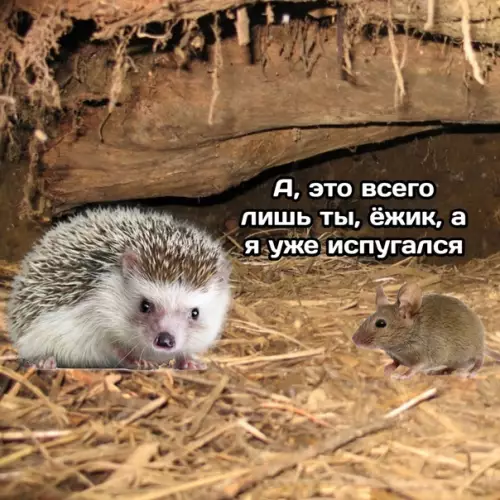 продолжение Смешная картинка №589472 The Norka
