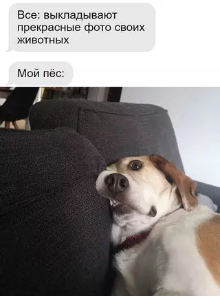 Смешная картинка №690057 Так даже лучше Собаки