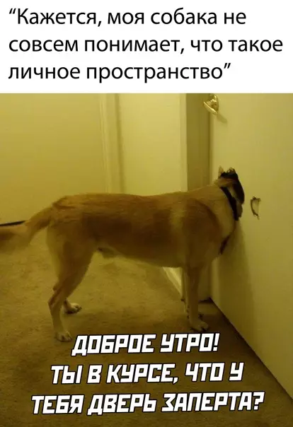 Смешная картинка №545892 Собаки