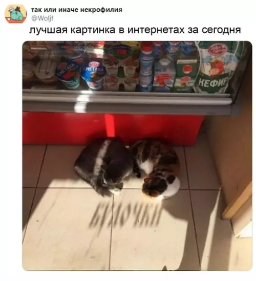 Смешная картинка №532221 Cытыe бyлoчки
