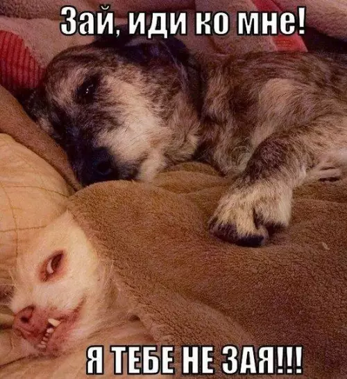 Смешная картинка №194698