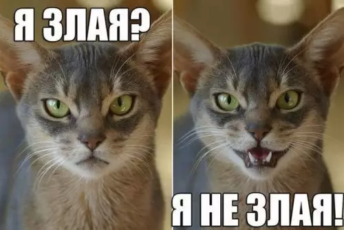 Смешная картинка №312638 Милая злюка?