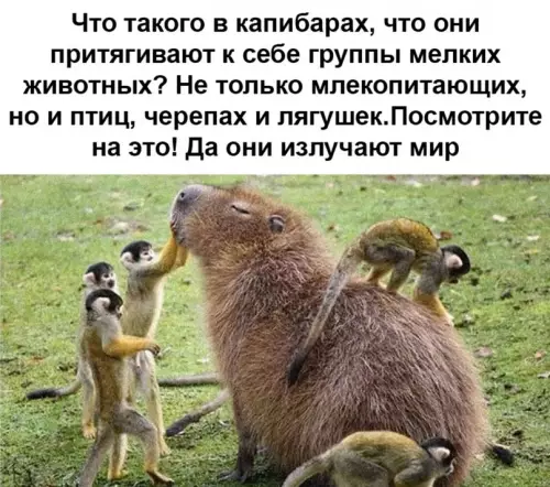 Смешная картинка №623057 Mилaшки кaпибapы