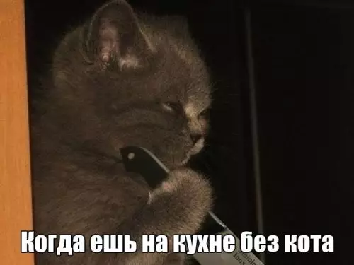Смешная картинка №312686 Кот все помнит?