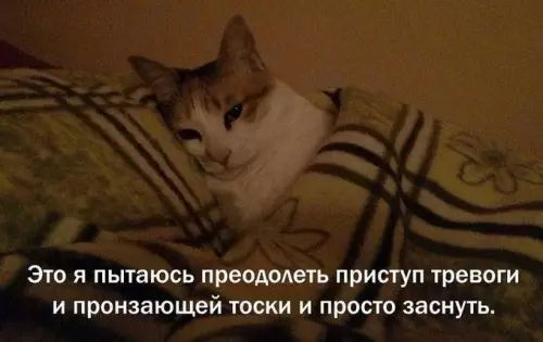 Когда тревога пришла без приглашения 😿 - Это я пытаюсь преодолеть приступ тревоги и пронзающей тоски и