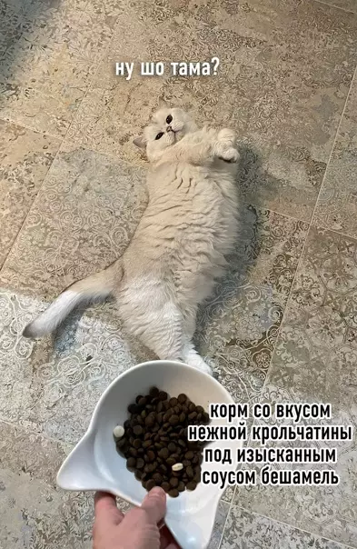Смешная картинка №563602 Коты раньше: "я сожрал мёртвого голубя и запил водой из лужи"

Коты сейчас: