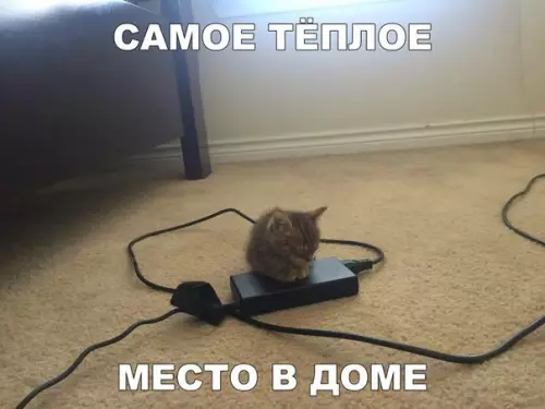 Смешная картинка №253192 Котята