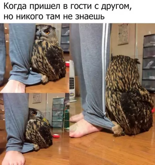 Смешная картинка №229858