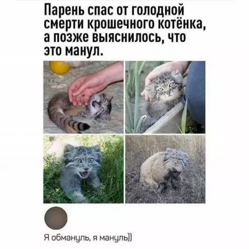Кот или дикий зверь? 🙀 Осторожно, манул! - Парень спас от голодной смерти крошечного котёнка, а позже выяснилось,