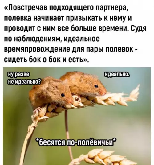 Смешная картинка №659774