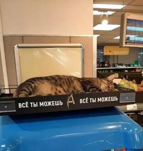 Кот на весах