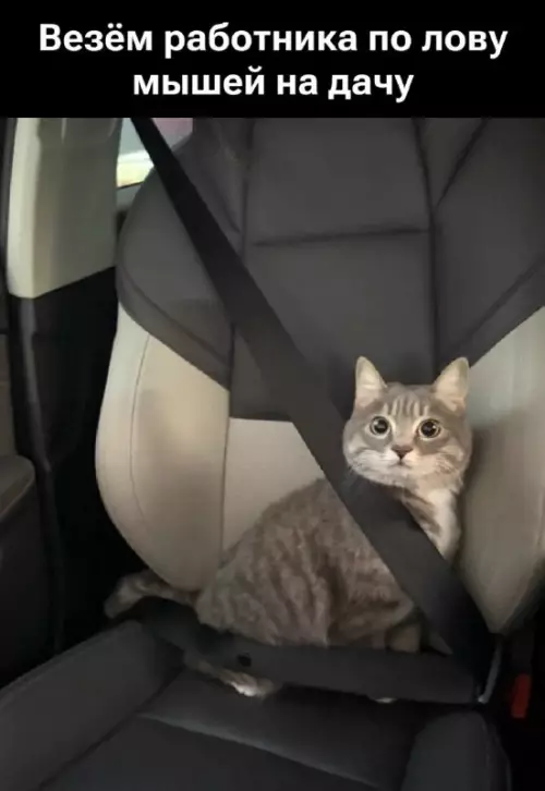 Новый сотрудник на испытательном сроке 🐱🚗 - Везём работника по лов мышей на дачу