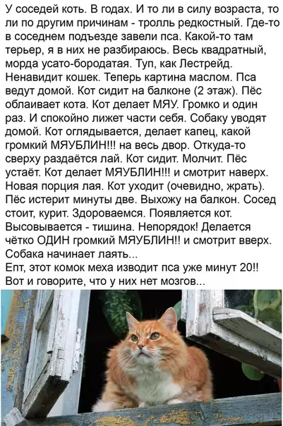 Смешная картинка №496776 Не стоит недооценивать котиков)