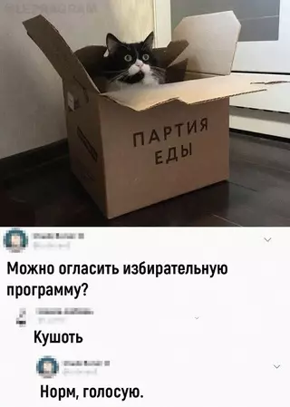 Смешная картинка №658006 Koтики рвyтся к влacти коты
