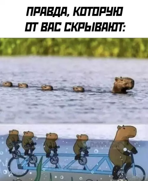 Смешная картинка №724178 капибары