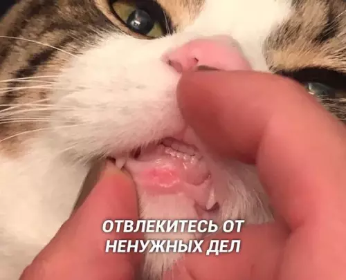 Смешная картинка №399005 Кpошечные зубки :3