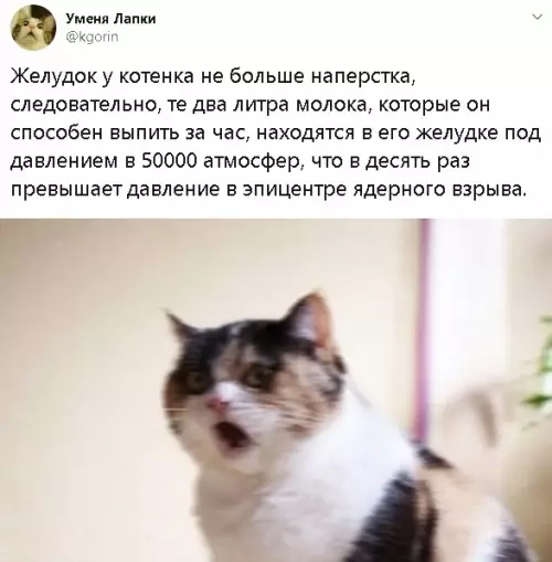 Смешная картинка №551338 Ceкpeт ядерной энepгии кота Евгения. кошки