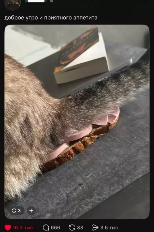 Завтрак чемпиона: кот в стиле сэндвич 🥪🐱 - доброе утро и приятного аппетита