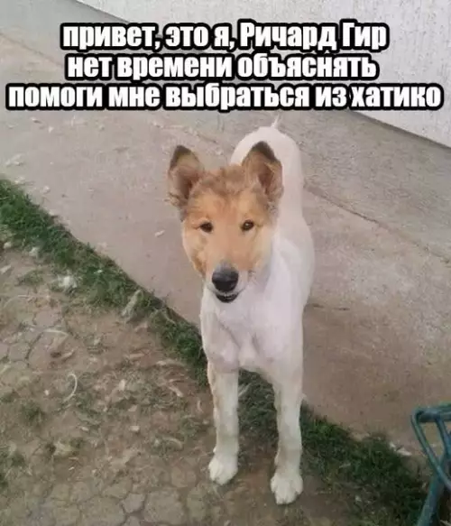 Смешная картинка №489415 Ричард, ты зачем туда залез?