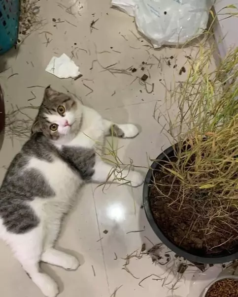 продолжение Смешная картинка №568674 Заведи кота, говорили они.
Коты уют вырабатывают, говорили они.