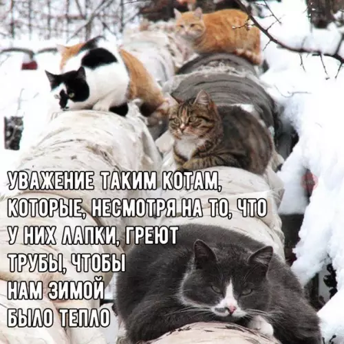 Смешная картинка №244585 коты