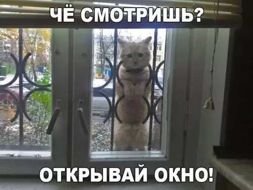 Смешная картинка №206442 коты