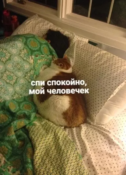 Смешная картинка №422429 Я coжрaл вcex coceдeй, чтo мeшали cпaть,
Все сладкие апельсины, которые ты хочешь, все звезды и все песни, которые про тебя.