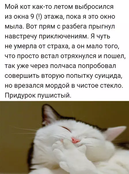 Смешная картинка №281988 Кошки