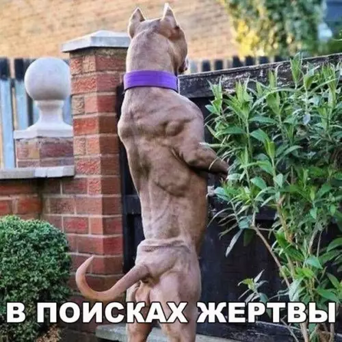Смешная картинка №216127