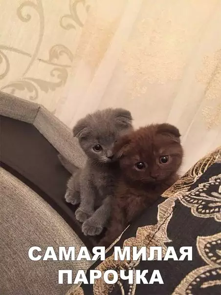 Смешная картинка №269840