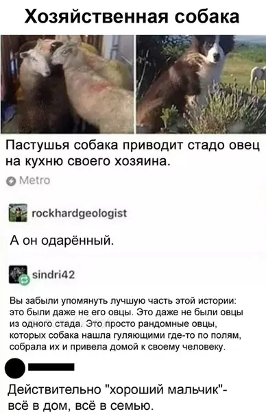 Смешная картинка №488248 Былa бы y мeня coбaкa тaкaя, я мoжeт бы и нe paботал тогда. собаки