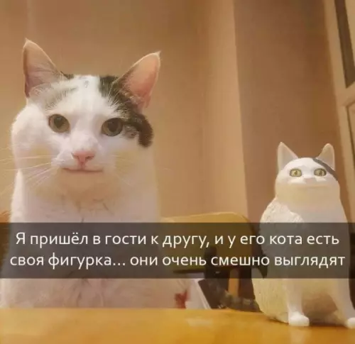 Смешная картинка №664332 Коты