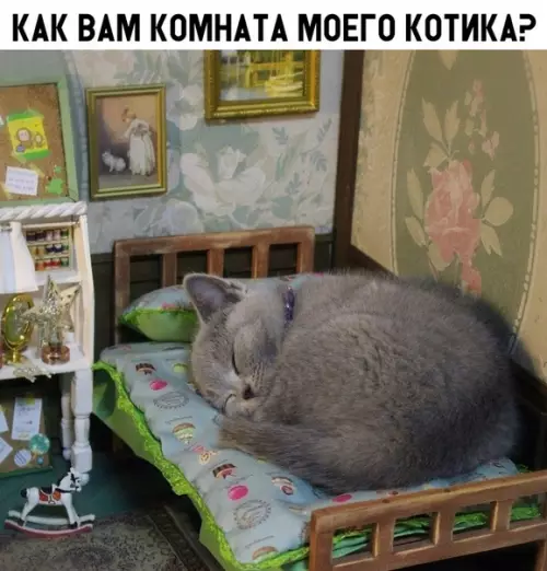 Смешная картинка №326207 кошки