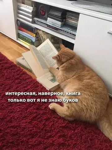 Смешная картинка №761141 Штош Коты