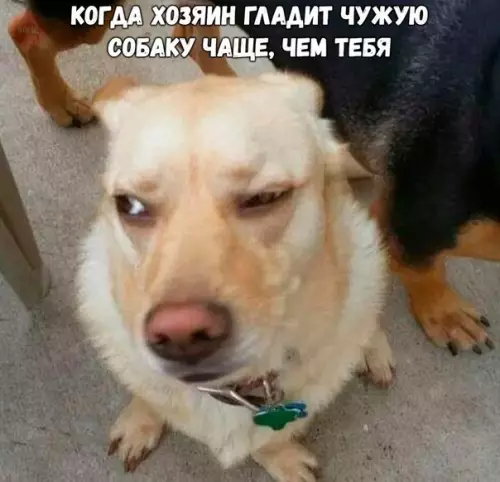 Смешная картинка №234231