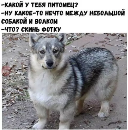 Смешная картинка №290893