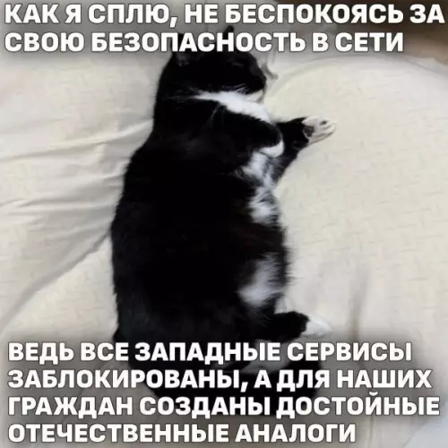 Кот и безопасность в интернете