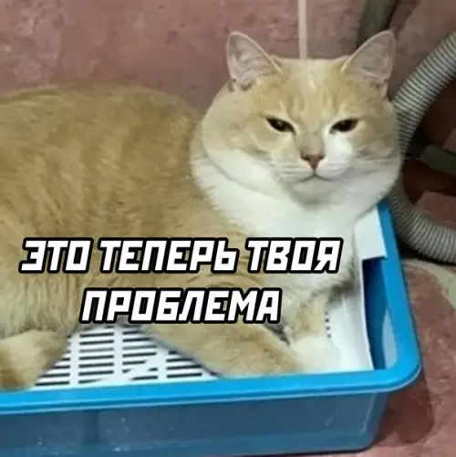 продолжение Смешная картинка №593310 Мои абьюзивные отношения Коты